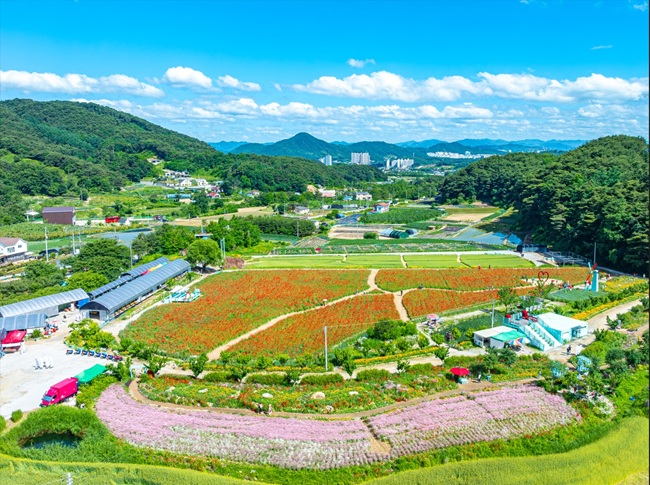 ▲ 제18회 원주 용수골 꽃양귀비 축제가 오는 22일부터 6월 8일까지 18일간 판부면 용수골 꽃양귀비 정원 일원에서 개최된다. ⓒ원주시