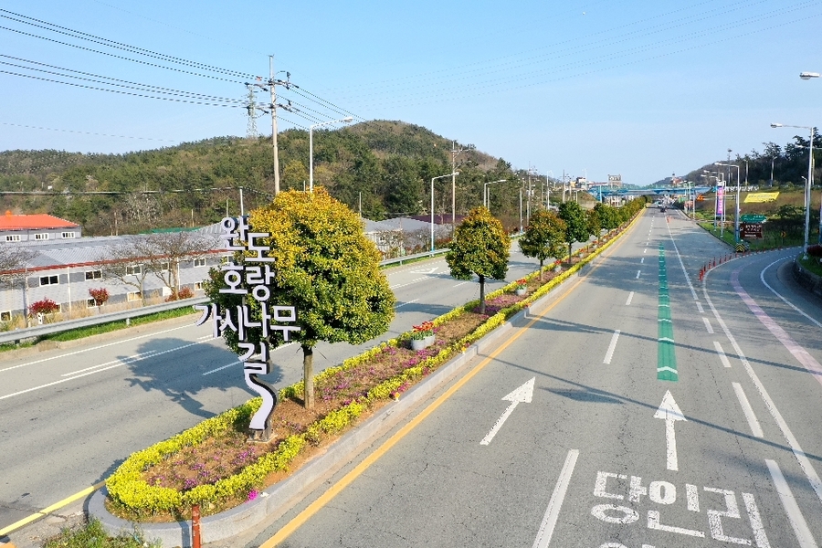 ▲ 완도호랑가시나무길 ⓒ 완도군 제공