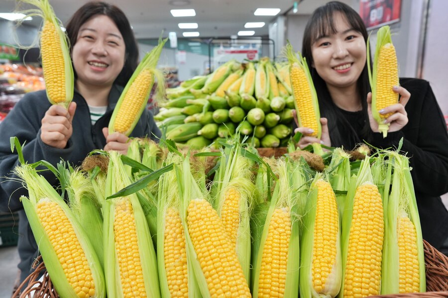 ▲ 제타플렉스 잠실점 채소 코너에서 초당옥수수를 홍보하는 MD의 모습ⓒ롯데쇼핑