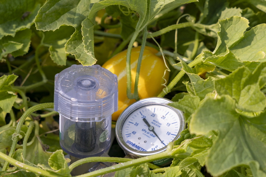 ▲ 양액을 흡수하며 자란 참외는 병해충 피해가 적고, 품질과 당도가 균일하다.
ⓒ