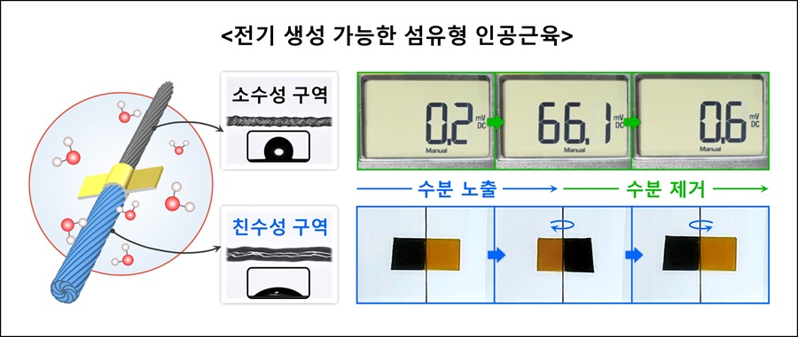 ▲ 비대칭 구조 기반 전기 생성이 가능한 섬유형 인공근육 모식도.ⓒ한양대
