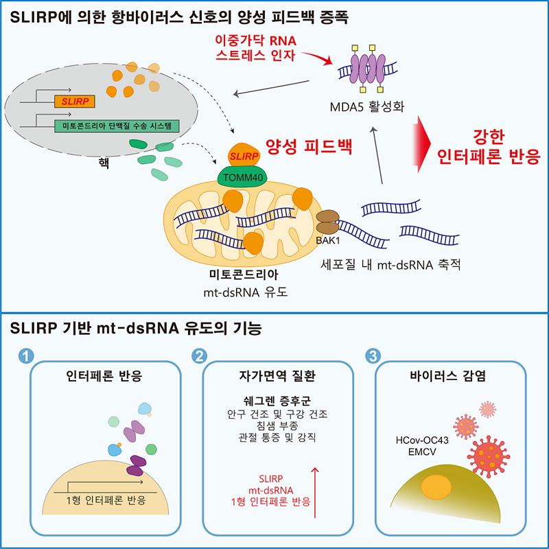▲ 슬러프(SLIRP) 단백질에 의한 항바이러스 신호 증폭 모식도.ⓒKAIST