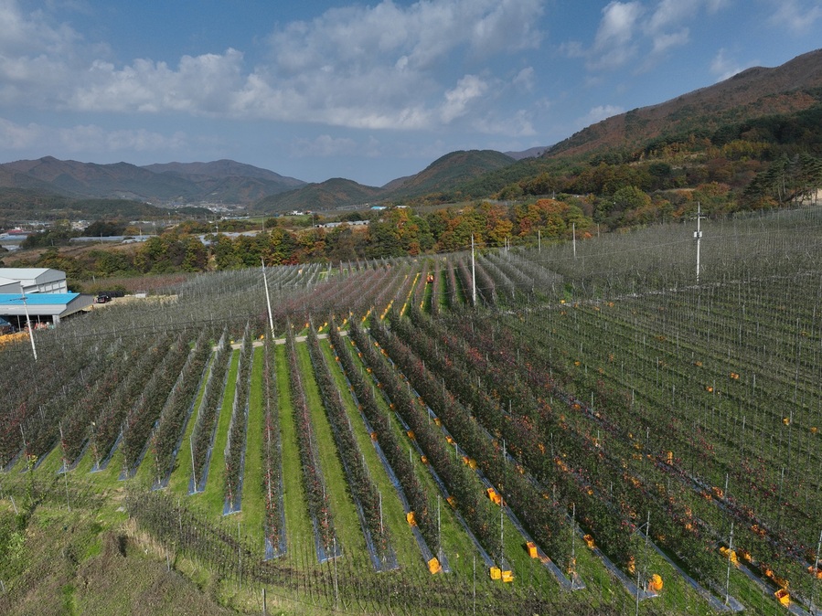 ▲ 경상북도는 산불 피해 과원을 미래형 과원으로 전면 재조성 하기 위해 국비 51억 원을 긴급 확보해, 총사업비 254억 원(국비 51억, 지방비 76억, 기타 127억)으로 ‘과수고품질시설현대화사업’을 2개년에 걸쳐 추진한다.ⓒ경북도