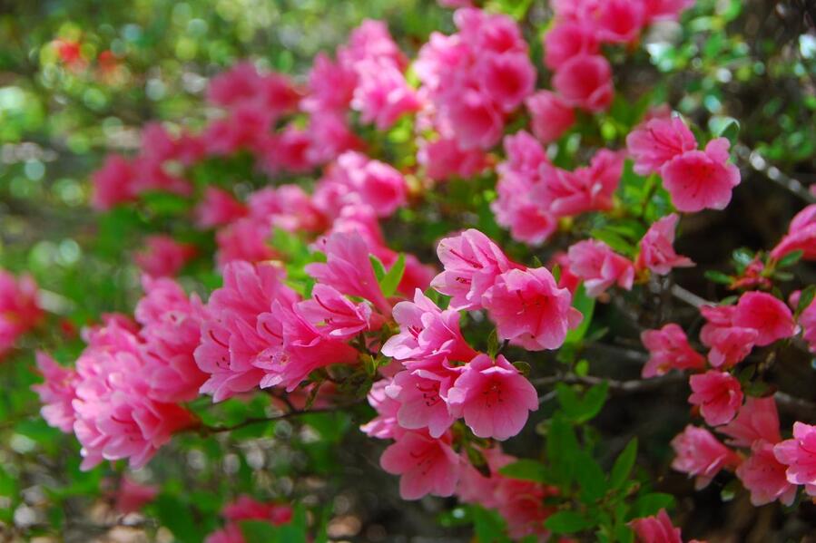 ▲ 마애여래입상 부근에 핀 앙증맞은 작은 철쭉.ⓒ진경수 山 애호가