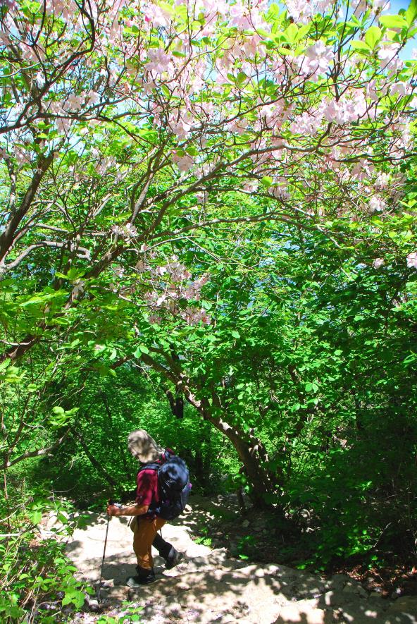 ▲ 할딱고개에서 만난 연분홍 철쭉꽃.ⓒ진경수 山 애호가