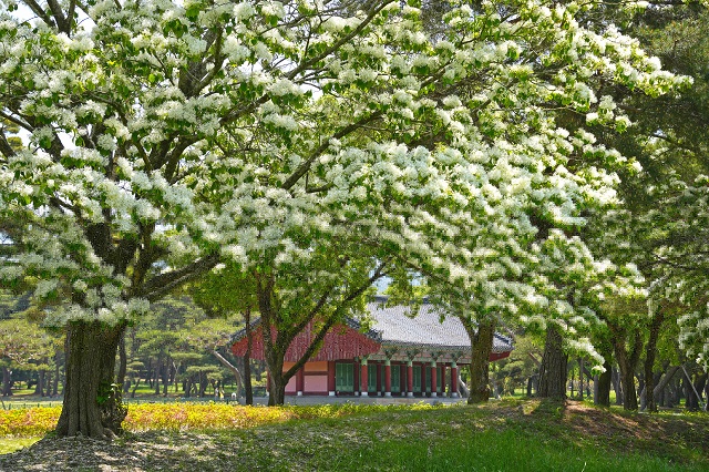 ▲ 오릉 이탑나무 전경.ⓒ경주시