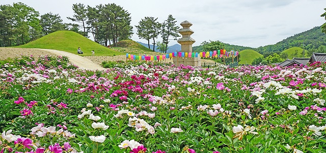 ▲ 서악동 삼층석탑 주변 작약꽃 전경.ⓒ경주시