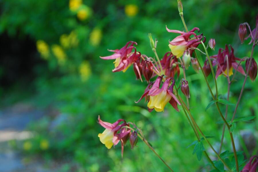 ▲ 강변로에서 만난 매발톱꽃.ⓒ진경수 山 애호가