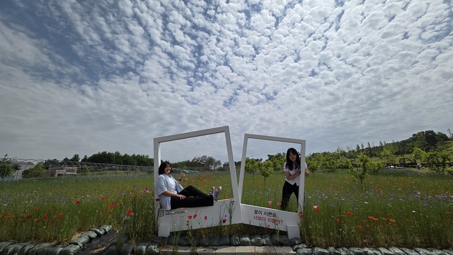 ▲ 증평군농업기술센터가 조성한 농심테마파크에 만개한 꽃양귀비를 배경으로 관람객이 사진 촬영을 하고 있다.ⓒ증평군