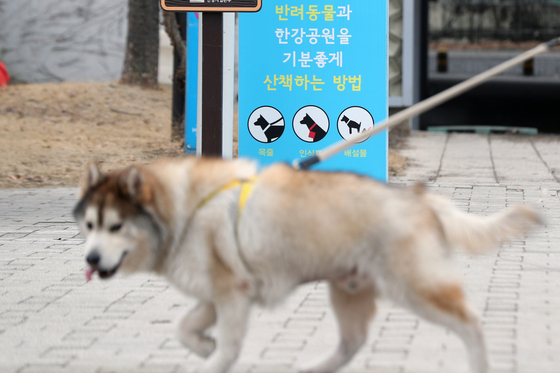 ▲ 풍산개 ⓒ 뉴스1 제공