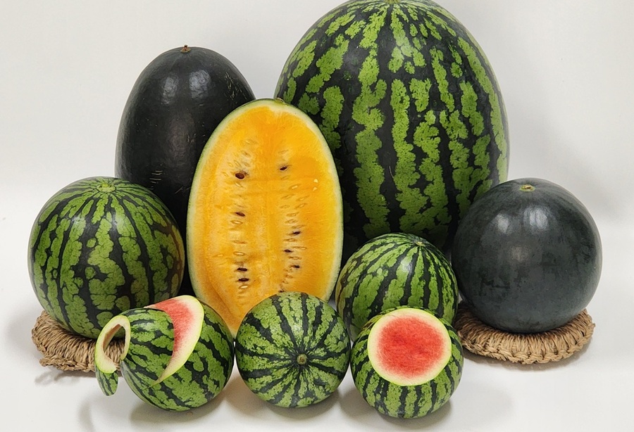 ▲ 진천군 중소형 수박 사진.ⓒ진천군