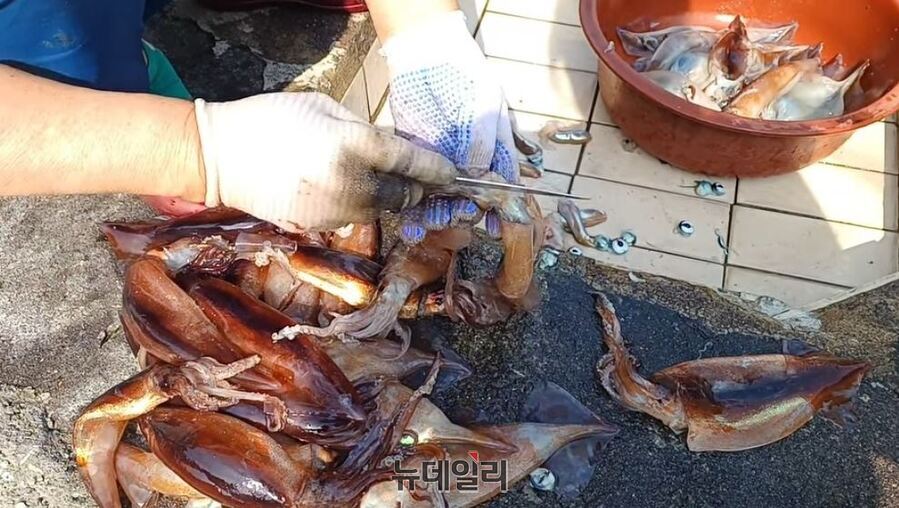 ▲ 23일 오전 자취를 감췄던 울릉도 오징어 풍어 소식에 한 아낙네의 손길이 분주하다. ⓒ뉴데일리