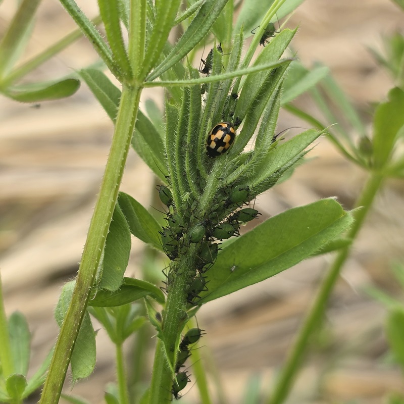 ▲ 무당벌레.ⓒ충남도