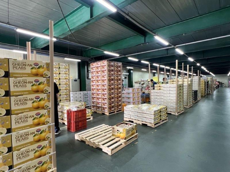 ▲ 출하를 앞둔 천안배.ⓒ천안시