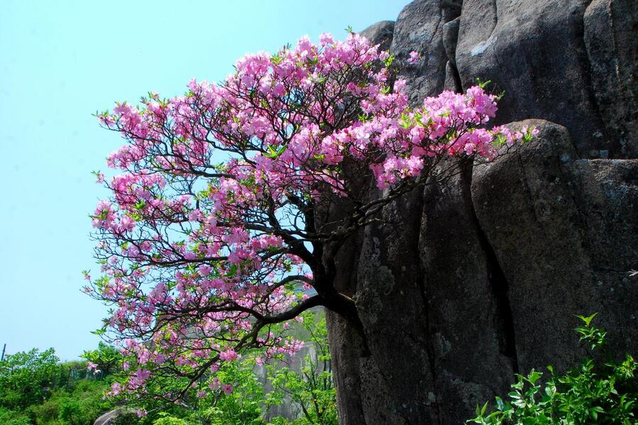▲ 약 400년의 수령의 암반 철쭉꽃 만발.ⓒ진경수 山 애호가
