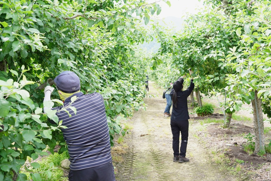 ▲ 청송군(군수 윤경희)은 본격적인 영농철을 맞아 인력 부족으로 어려움을 겪고 있는 농가를 지원하기 위해 ‘봄철 농촌일손돕기’를 추진한다.ⓒ청송군