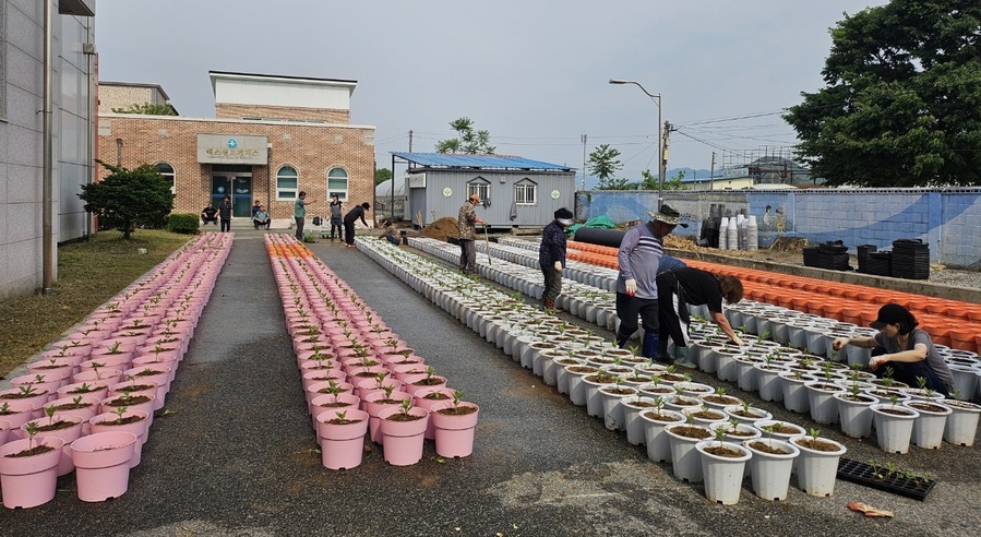 ▲ 충주시 대소원면 주민들이 오는 8월 30일 열리는 ‘제22회 봉숭아꽃잔치’를 앞두고 봉숭아꽃을 재배하고 있다.ⓒ충주시
