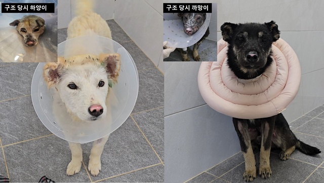 ▲ 경북 산불 구조견 중 하양이와 까망이의 구조당시 사진과 치료·회복 후 모습. ⓒ경기도 제공