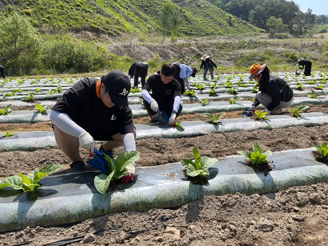 ▲ 화천군이 영농철을 맞아 노동력 부족으로 어려움을 겪는 농가 지원에 팔을 걷고 나섰다.ⓒ화천군