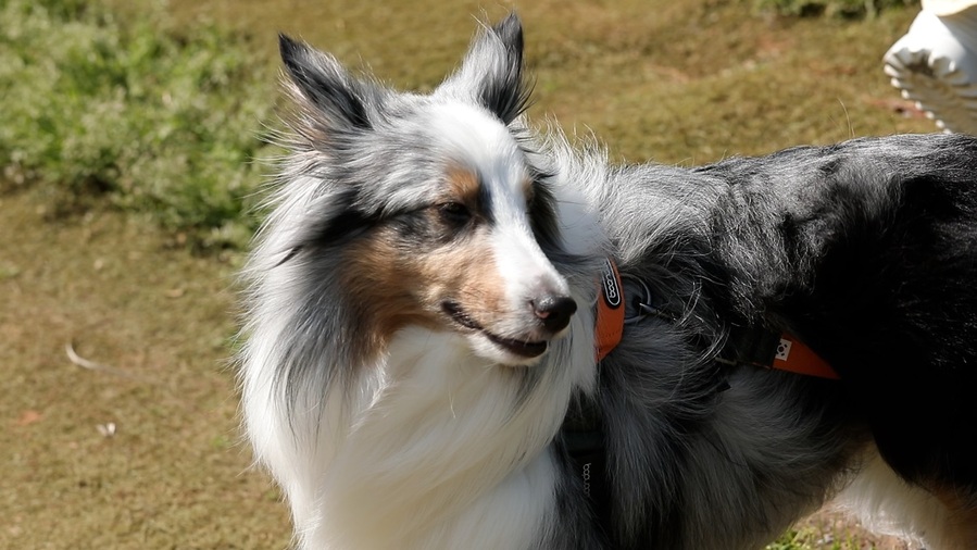 ▲ 박해미씨 반려견 키리.ⓒ충남도