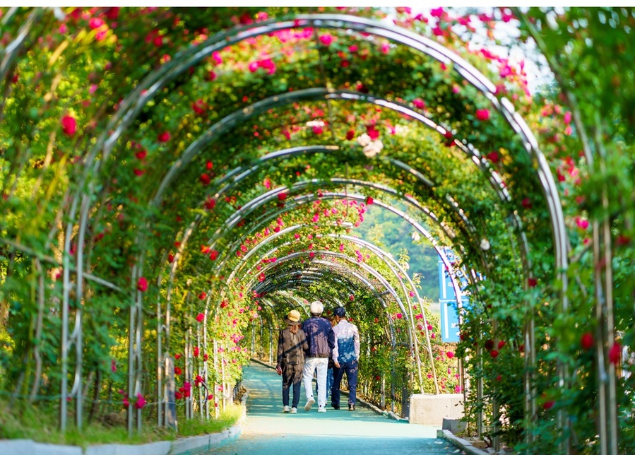 ▲ 단양고등학교 앞에서 시작해 단양강을 따라 약 1.2km 구간에 걸쳐 조성됀 장미터널에서 사람들이 산책을 하고 있다. ⓒ단양군