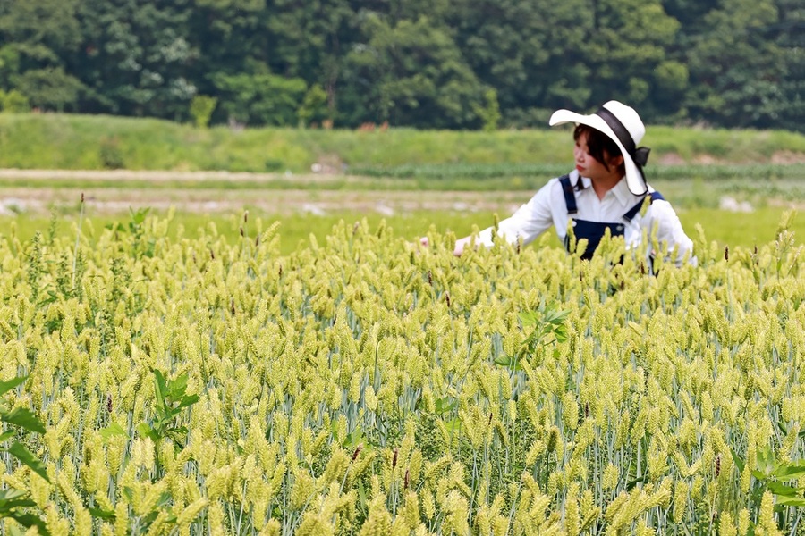 ▲ 충북 괴산군 감물면 일대에 파종된 햇밀이 바람에 흩날리며 장관을 이루고 있다.ⓒ괴산군