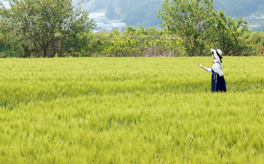 ▲ 충북 괴산군 감물면 일대에 파종된 햇보리가 자라 바람에 흔들리고 있다.ⓒ괴산군