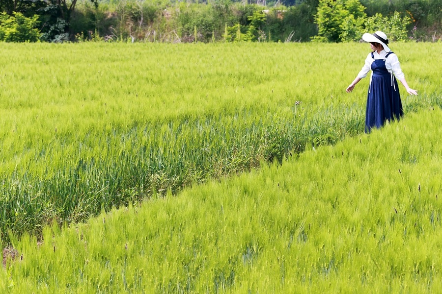 ▲ 충북 괴산군 감물면 일대에 파종된 햇보리가 자라 바람에 흔들리고 있다.ⓒ괴산군