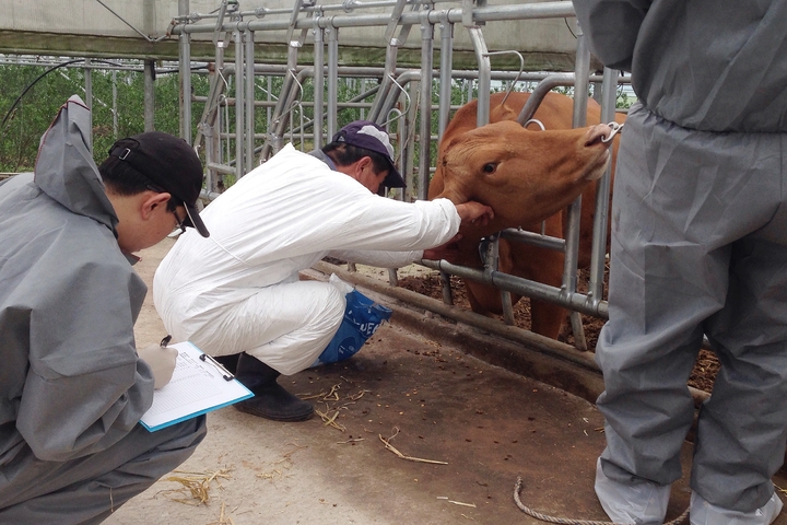 ▲ 2023년 5월 22일 제주도 내에서 구제역 검사가 이뤄지는 모습. ⓒ뉴시스