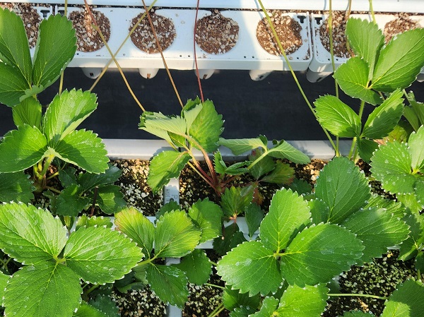 ▲ 작은뿌리파리 피해 딸기 육묘.ⓒ논산시
