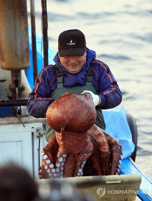 ▲ 고성군이 '제5회 저도 대문어축제'를 오는 6월 7일부터 8일까지 고성군 현내면 대진항 일원에서 개최한다.ⓒ연합뉴스