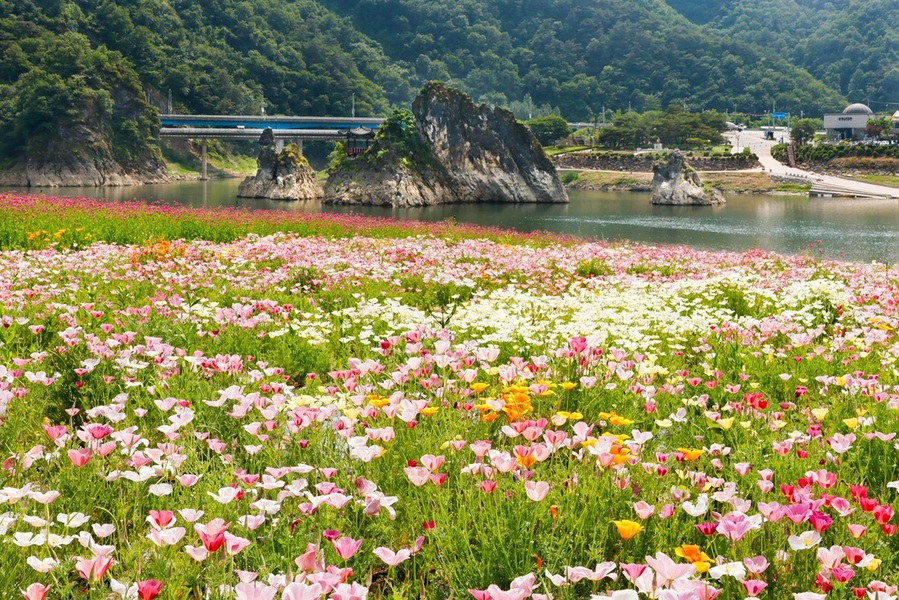 ▲ 단양군 도담리에 위치한 도담정원이 오는 7월 30일까지 약 두 달간 ‘봄정원’으로 새단장해 관광객을 맞이한다.ⓒ단양군