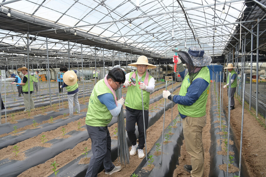 ▲ 6월 2일 농협유통 임직원들이 강원도 평창을 찾아 고추 지지대 세우기를 하며 일손을 보탰다.ⓒ농협유통