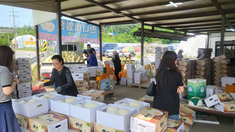 ▲ 천안지역 대표 특산물인 ‘하늘그린 멜론’이 본격 출하되고 있다.ⓒ천안시