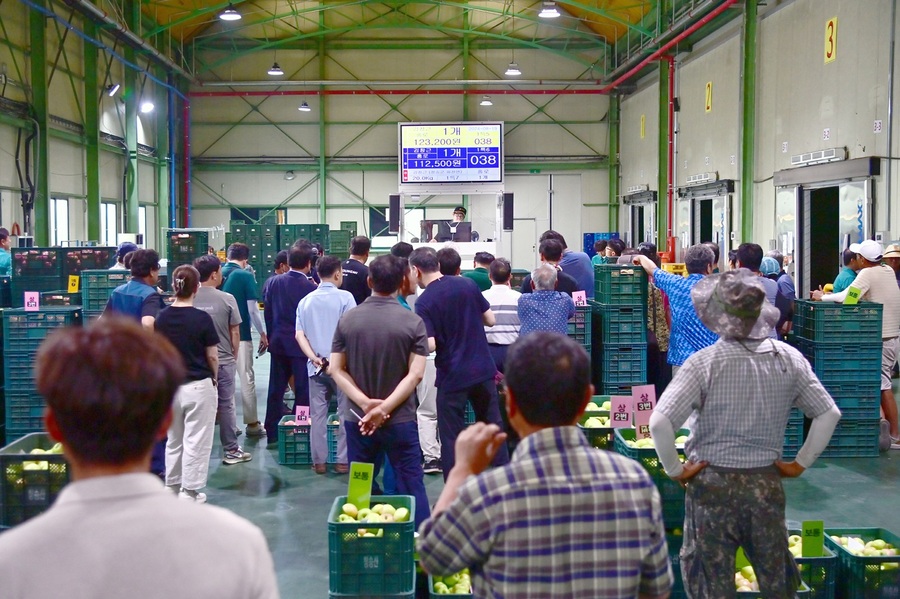 ▲ 청송군(군수 윤경희)은 지난 5월 30일, 청송군 농산물공판장에서 진행된 2024년산 사과경매가 마감됐다고 밝혔다.ⓒ청송군