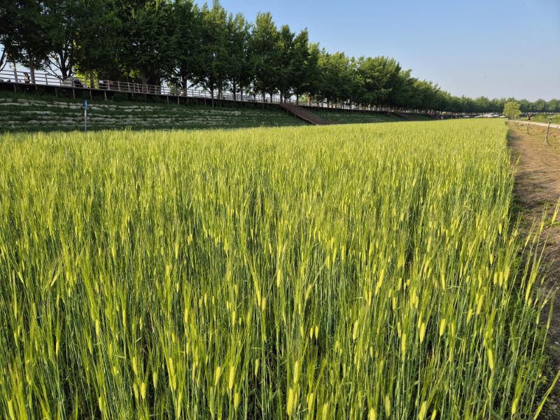 ▲ 아산시가 곡교천 초화원에 조성한 청보리.ⓒ아산시