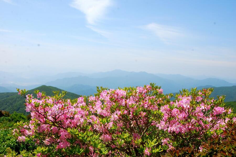 ▲ 덕유산 중봉 자락에 핀 철쭉꽃.ⓒ진경수 山 애호가