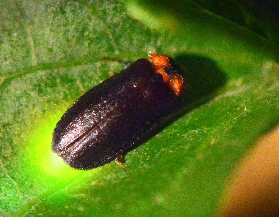 ▲ 충북농업기술원(원장 조은희)은 13~15일 3일간 ‘제15회 반딧불이 곤충축제’를 개최한다.ⓒ충북도