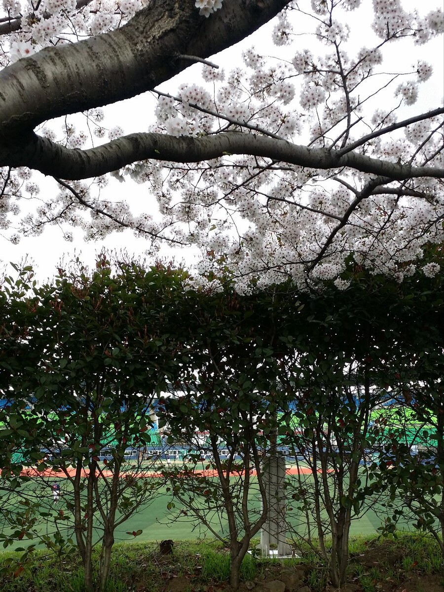 ▲ 제주 오라야구경기장 외야 조망 ⓒ노재균 기자