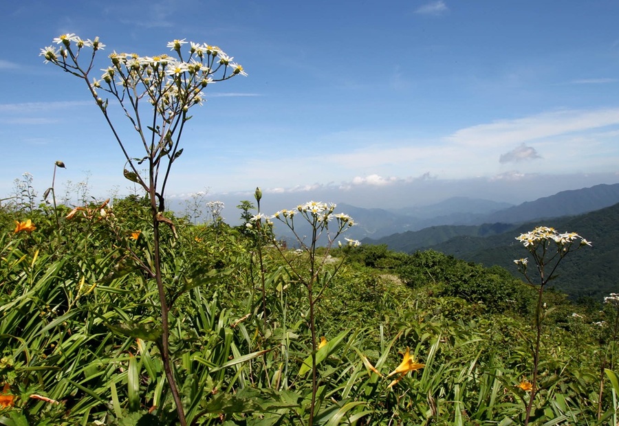 ▲ 단양 소백산 야생화 취나물 꽃.ⓒ단양군