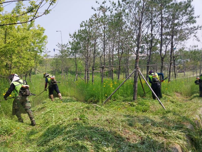 ▲ 아산시가 깨끗한 도시환경 조성을 위해 신남교차로 수목식재지에서 제초 작업을 벌이고 있다.ⓒ아산시