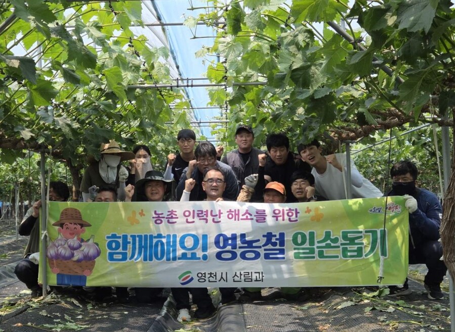 ▲ 영천시 산림과 직원들은 영농철을 맞아 29일 임고면 양평리 포도 재배 농가를 방문해 농촌일손돕기에 나섰다.ⓒ영천시