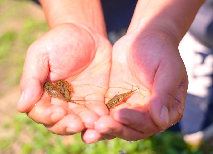 ▲ 대표적인 친환경 지표 종으로 알려진 긴꼬리투구새우가 괴산군 감물면 오성리의 한 친환경 논에서 올해도 집단 서식이 확인되고 있다.ⓒ괴산군