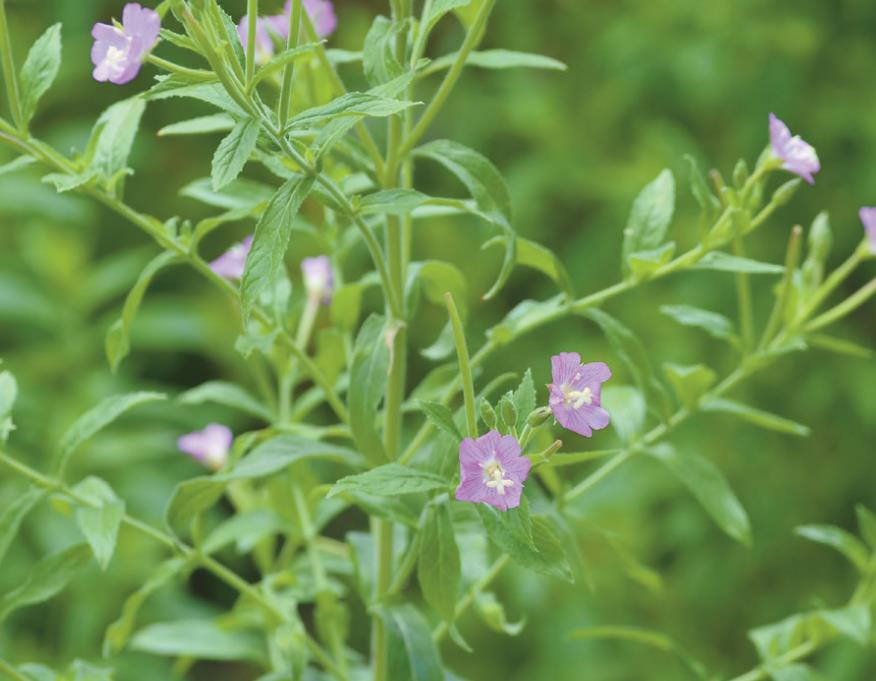 ▲ 낙동강생물자원관에서 울릉도에 이식하는 멸종위기식물인 큰바늘꽃ⓒ