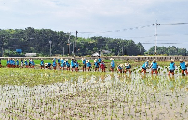 사라져간 고흥군 전통 손 모내기 … 소통 화합 다져