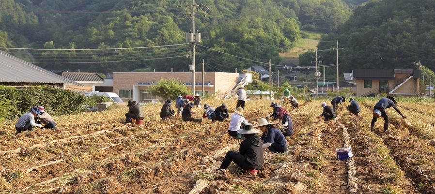 ▲ 단양군이 본격적인 마늘 수확철을 맞아 일손 부족에 시달리는 지역 농가를 돕기 위해 민·관 합동 일손 돕기를 대대적으로 전개하고 있다. ⓒ단양군