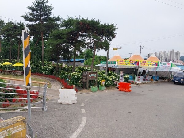 ▲ 공주시 유구읍에서 매년 열리는 ‘유구수국축제’ 행사장 모습.ⓒ독자제보