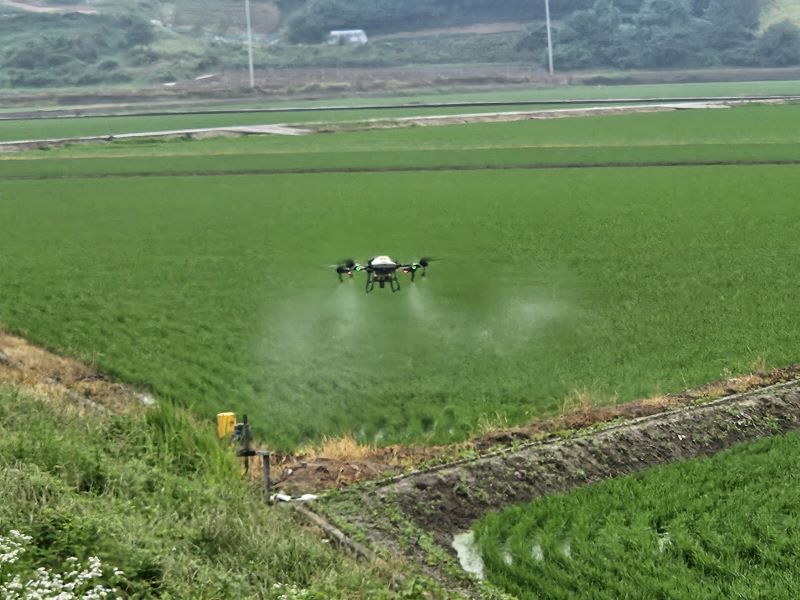 ▲ 아산시가 영인, 둔포, 인주, 선장 등 벼 주산지에서 드론을 이용해 돌발병해충 방제작업을 벌이고 있다.ⓒ아산시