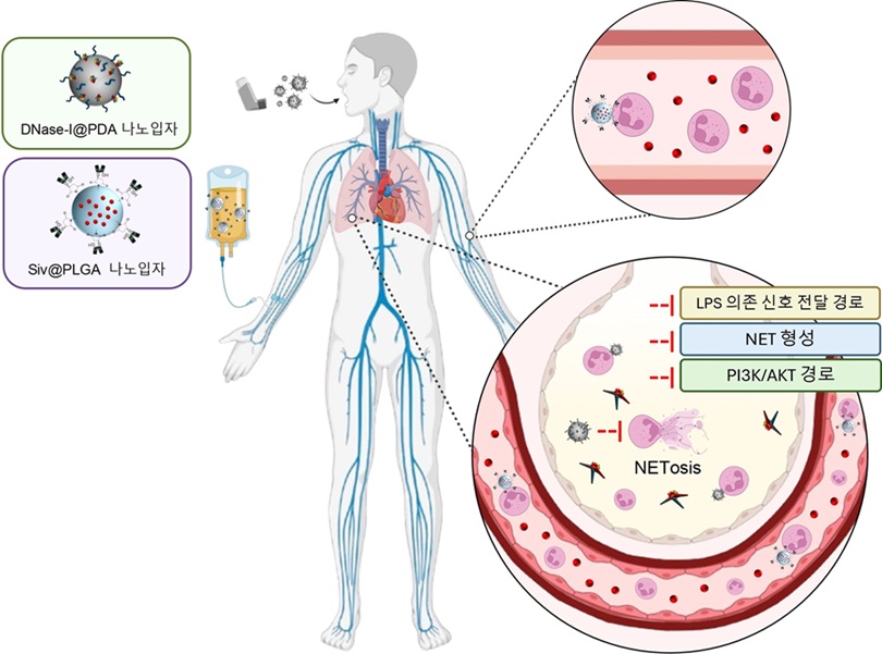 ▲ 순차적 나노입자 투여를 기반으로 한 호중구 매개 폐섬유화증 억제 기전.ⓒ성균관대