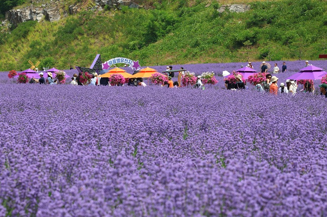 ▲ 보랏빛으로 물든 '2025 무릉별유천지 라벤더 축제'가 9일간 8만여 명이 다녀가며 성황리에 막을 내렸다.ⓒ동해시
